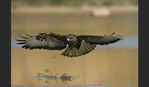 Mäusebussard (Buteo buteo)