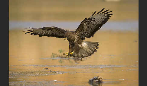 Mäusebussard (Buteo buteo)