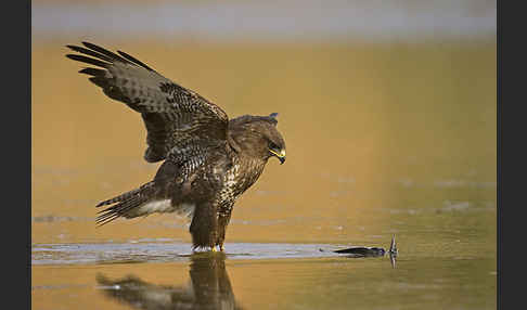 Mäusebussard (Buteo buteo)