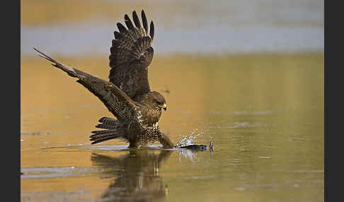 Mäusebussard (Buteo buteo)