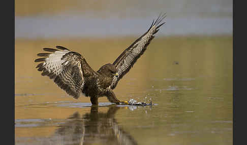 Mäusebussard (Buteo buteo)