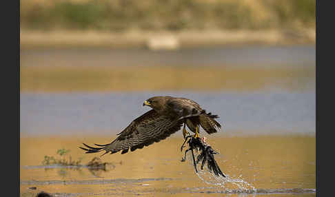 Mäusebussard (Buteo buteo)