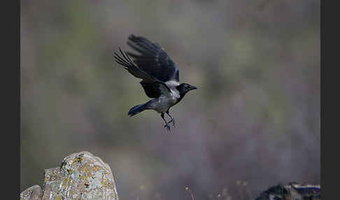 Nebelkrähe (Corvus corone cornix)