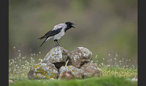 Nebelkrähe (Corvus corone cornix)