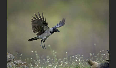 Nebelkrähe (Corvus corone cornix)