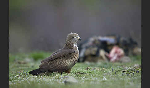 Schwarzmilan (Milvus migrans)