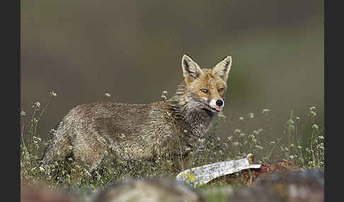 Rotfuchs (Vulpes vulpes)