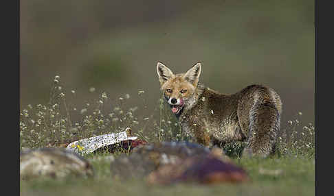 Rotfuchs (Vulpes vulpes)