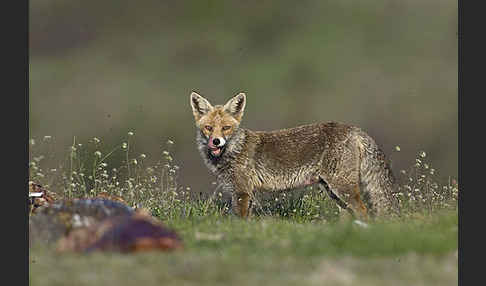 Rotfuchs (Vulpes vulpes)