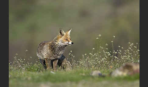 Rotfuchs (Vulpes vulpes)