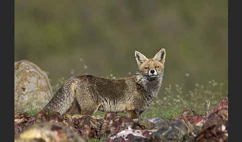 Rotfuchs (Vulpes vulpes)