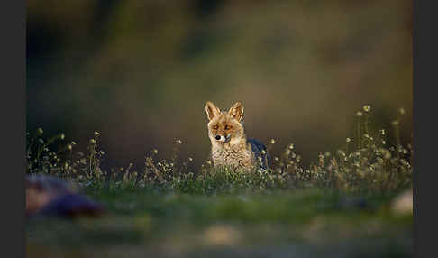 Rotfuchs (Vulpes vulpes)