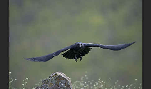 Kolkrabe (Corvus corax)