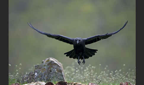 Kolkrabe (Corvus corax)