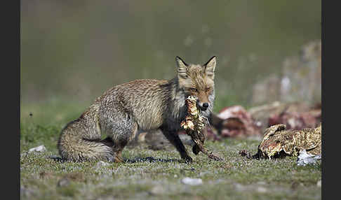 Rotfuchs (Vulpes vulpes)