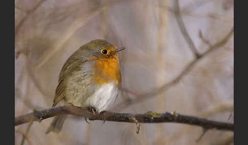 Rotkehlchen (Erithacus rubecula)