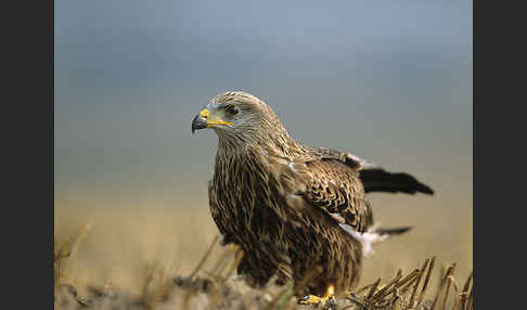 Rotmilan (Milvus milvus)
