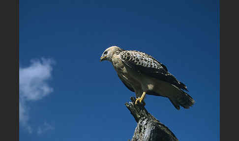 Mäusebussard (Buteo buteo)