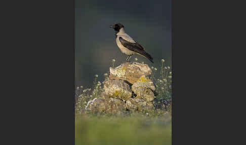 Nebelkrähe (Corvus corone cornix)