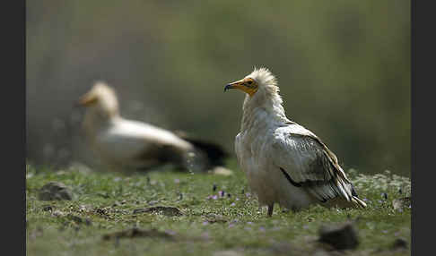 Schmutzgeier (Neophron percnopterus)