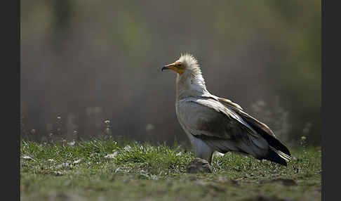 Schmutzgeier (Neophron percnopterus)