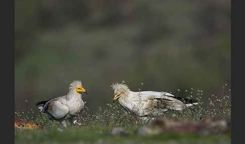 Schmutzgeier (Neophron percnopterus)