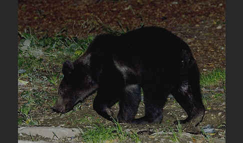 Braunbär (Ursus arctos)