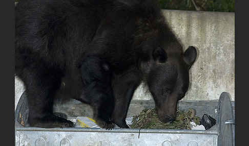 Braunbär (Ursus arctos)