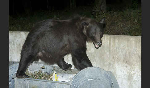 Braunbär (Ursus arctos)