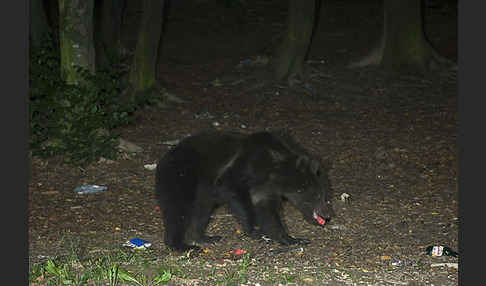 Braunbär (Ursus arctos)