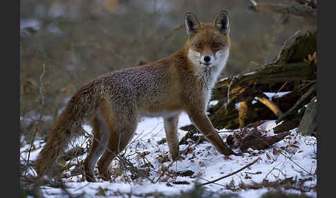 Rotfuchs (Vulpes vulpes)