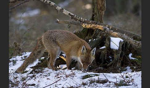 Rotfuchs (Vulpes vulpes)