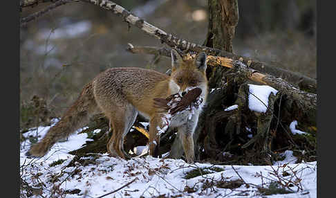 Rotfuchs (Vulpes vulpes)