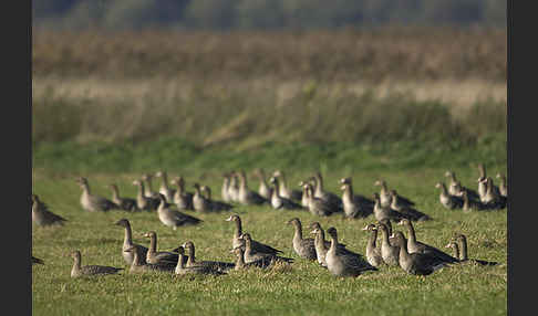 Tundrasaatgans (Anser fabalis rossicus)