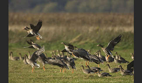 Tundrasaatgans (Anser fabalis rossicus)