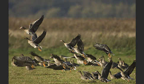 Tundrasaatgans (Anser fabalis rossicus)