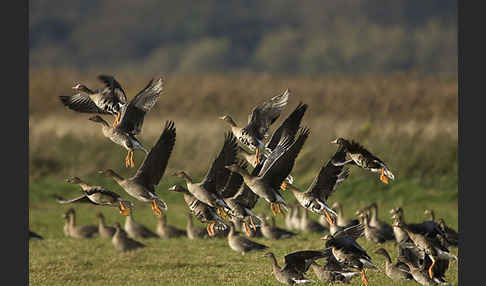 Tundrasaatgans (Anser fabalis rossicus)