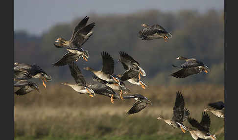 Tundrasaatgans (Anser fabalis rossicus)