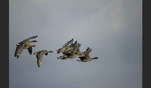 Tundrasaatgans (Anser fabalis rossicus)