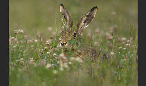 Feldhase (Lepus europaeus)