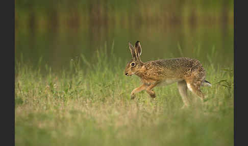 Feldhase (Lepus europaeus)