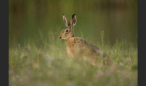 Feldhase (Lepus europaeus)