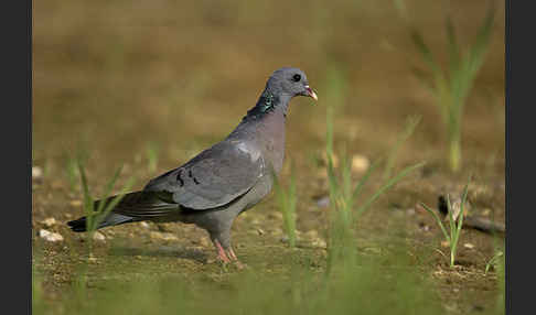 Hohltaube (Columba oenas)