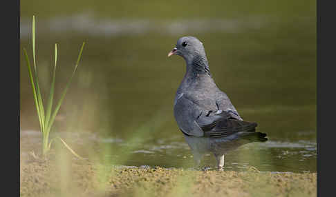 Hohltaube (Columba oenas)