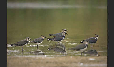 Kiebitz (Vanellus vanellus)