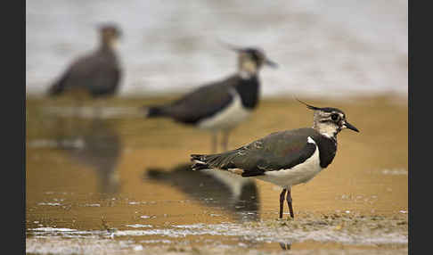 Kiebitz (Vanellus vanellus)