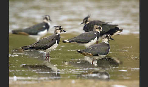 Kiebitz (Vanellus vanellus)