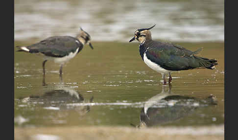 Kiebitz (Vanellus vanellus)