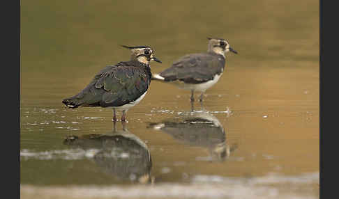 Kiebitz (Vanellus vanellus)