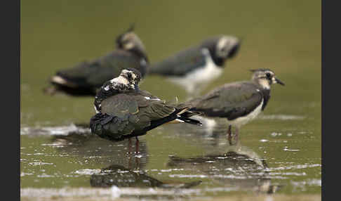 Kiebitz (Vanellus vanellus)